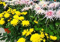 Chrysanthemums Show