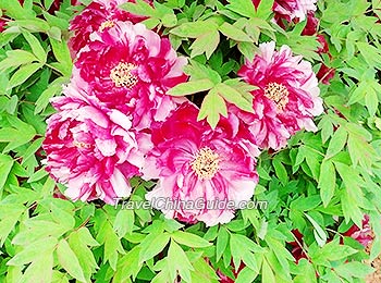 Peonies in China National Flower Garden