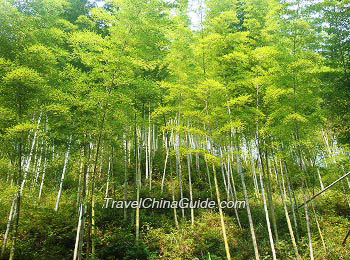 Shunan Bamboo Sea