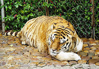 Siberian Tiger Park