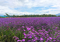 Blossoming Flowers