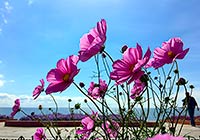 Galsang Flowers