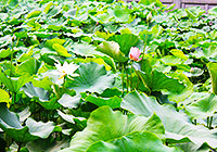 Lotus Flowers