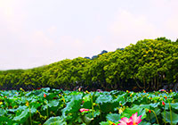 Lotus Flower Festival