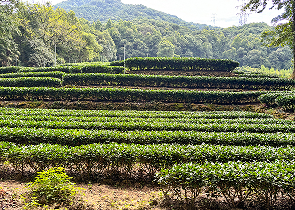 Meijiawu Tea Plantation