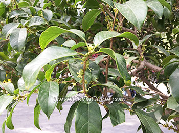 Osmanthus in Full Bloom