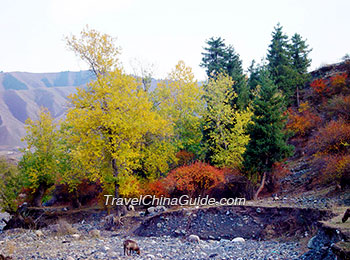 Autumn in Xinjiang