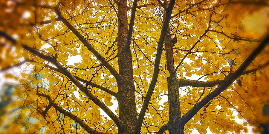 Ginkgo Avenue around Yonghe Temple