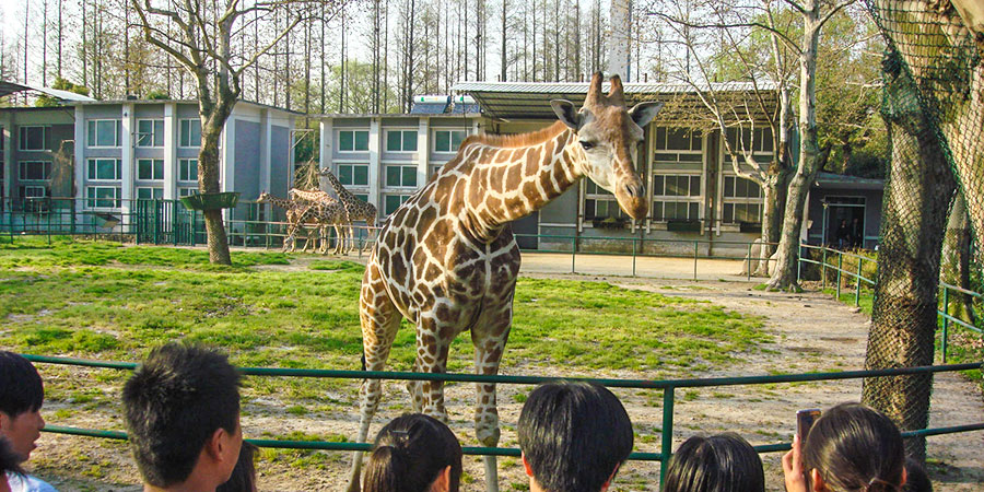 Shanghai Wild Animal Park