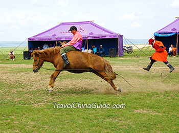 Wild Horse Game Drives