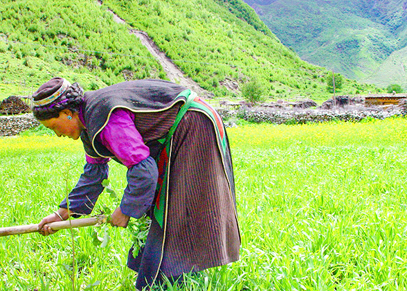 Spring in Tibet