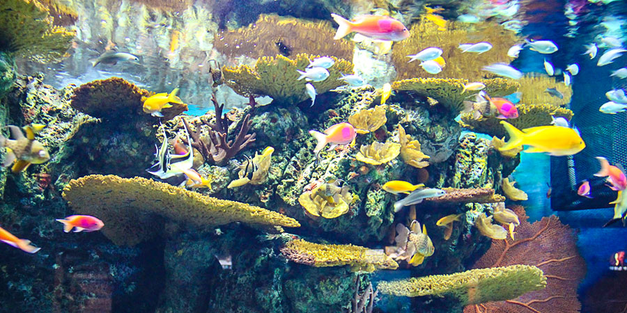 Shanghai Ocean Aquarium