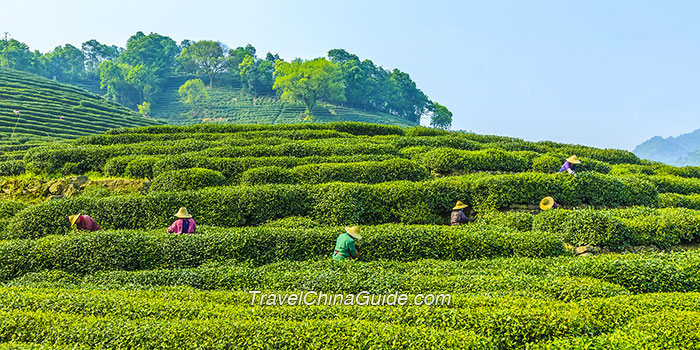 Longjing Village