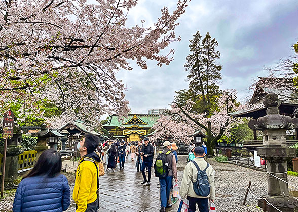 Cherry Blossoms in Japan