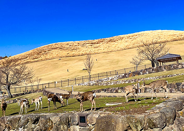 Nara Park