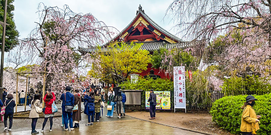 Cherry Blossoms, Ueno Park