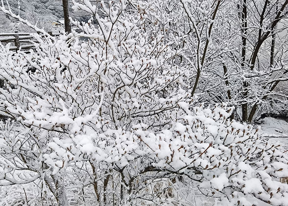 Tokyo Winter