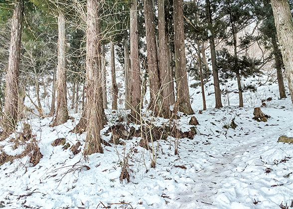 Tokyo Winter