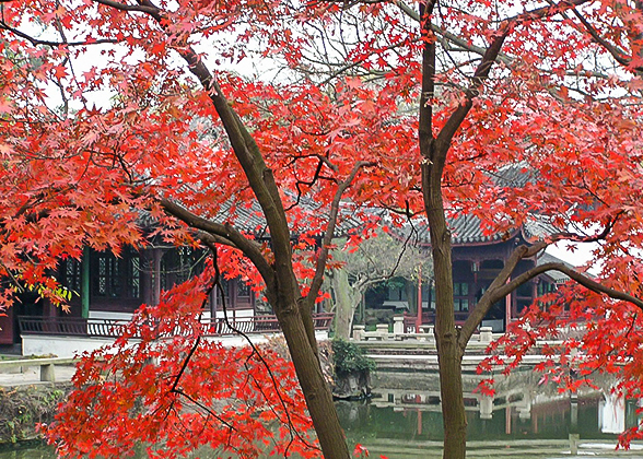 Red Maple in Humble Administrator's Garden