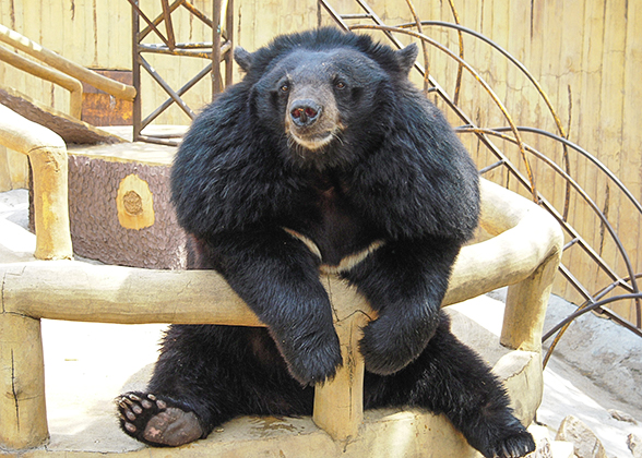 Back Bear in Guilin Zoo