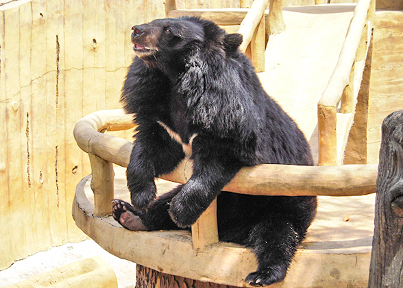 Bear in Badaling Wildlife Park