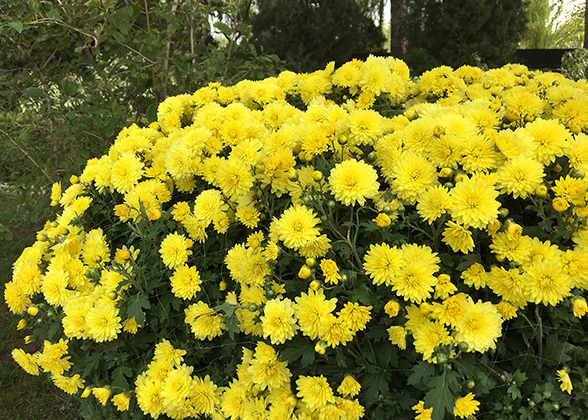 Chrysanthemum World Flower Garden