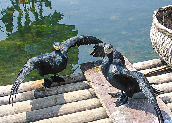 Cormorants in Seven Stars Park