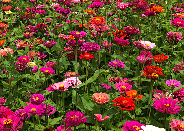 Daisy World Flower Garden