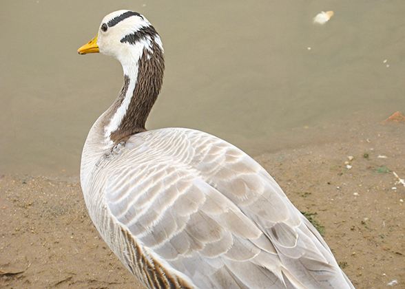 Heron in Badaling Wildlife Park