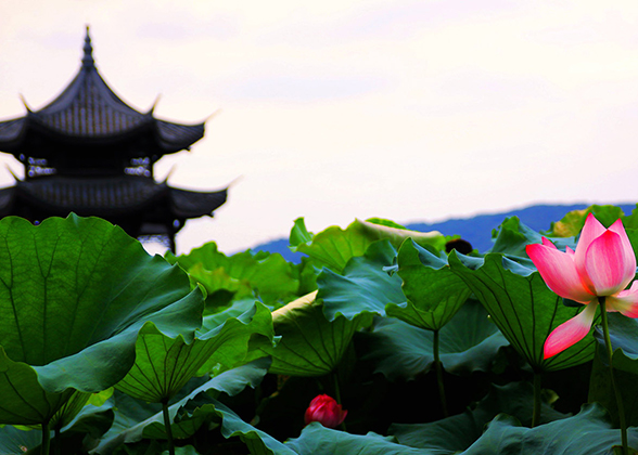 Lotus Flower West Lake