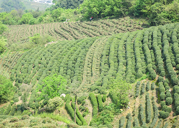 Meijiawu Tea Field