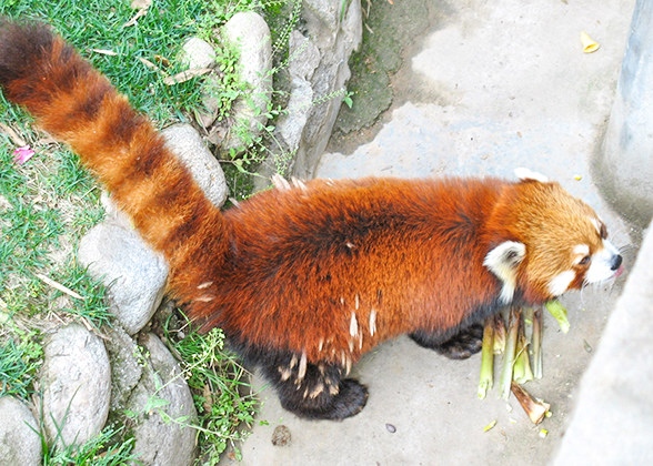 Red Panda in Badaling Wildlife Park