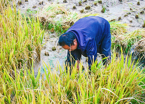 A Rice Harvester at Yangdi Village