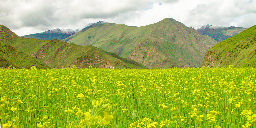 Canola Flower, Gyangtse