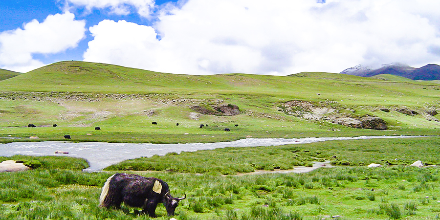 The Grassland in Jilong Town