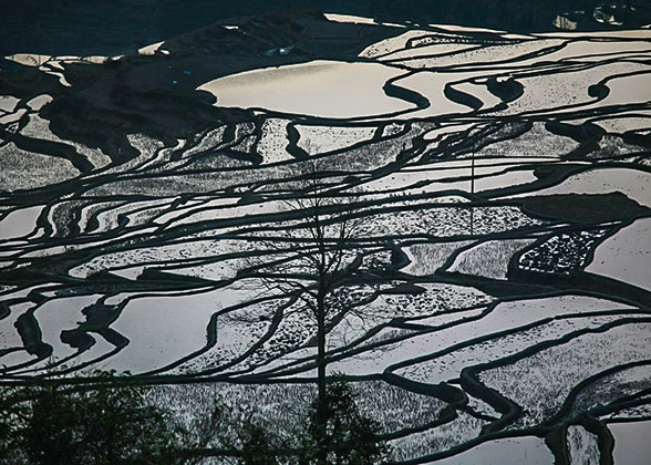 Yuanyang Rice Terraces 