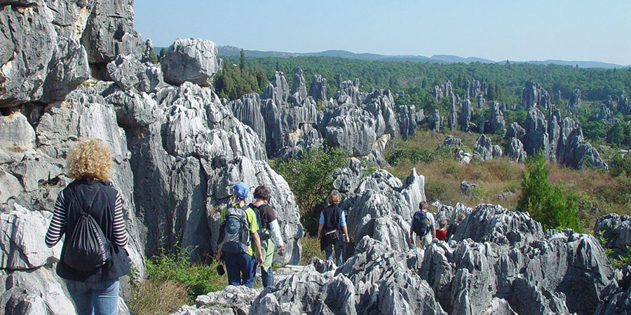 Stone Forest