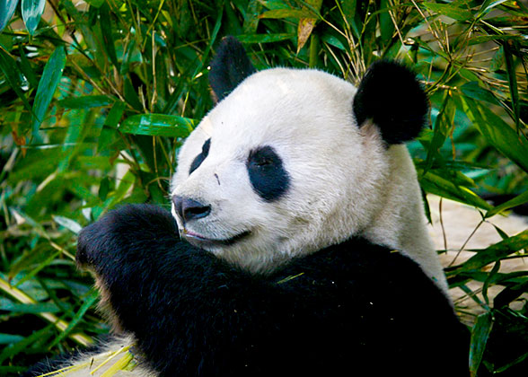 Panda in Beijing Zoo