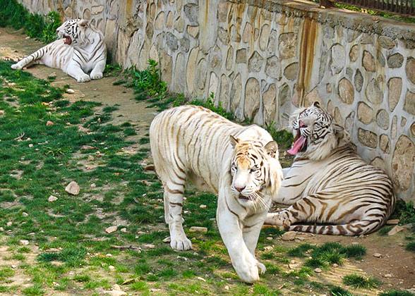 White Tigers in Beijing Zoo