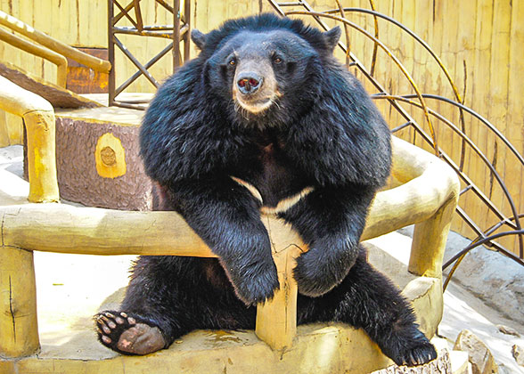 Bear in Beijing Zoo