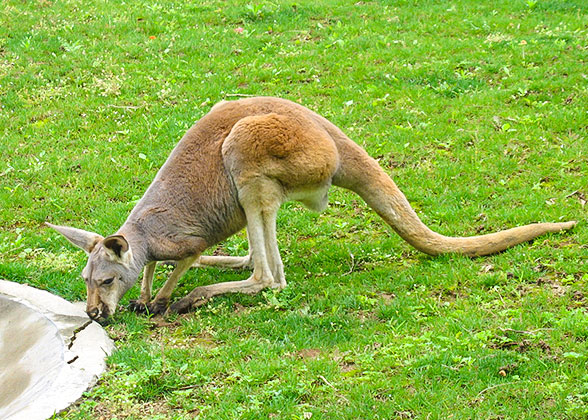 Kangaroo in Beijing Zoo