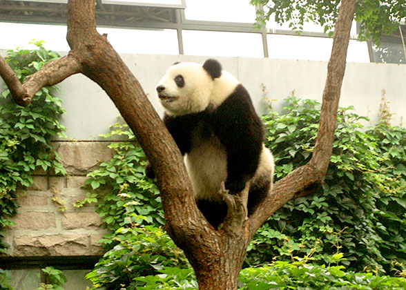 Panda in Beijing Zoo