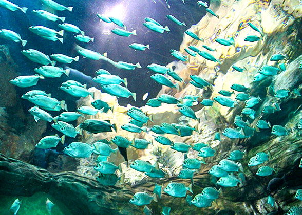 Shanghai Ocean Aquarium