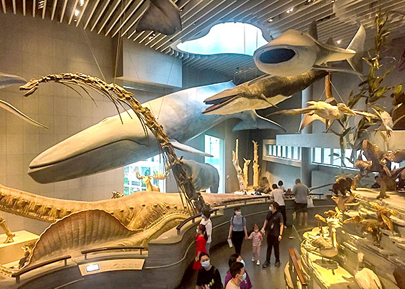 Shanghai Natural History Museum