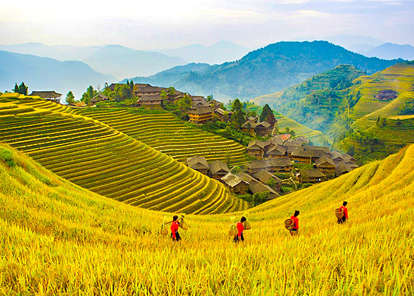 Longji Rice Terraces