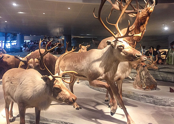 Specimens in Shanghai Natural History Museum